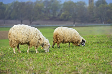 Fototapeta premium Herd of sheep on a mountain pasture