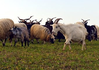 Obraz premium Herd of sheep on a mountain pasture