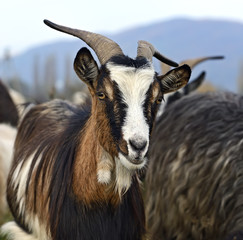 Herd of sheep on a mountain pasture