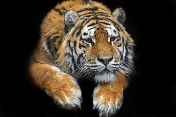 Amur Tiger in the summer