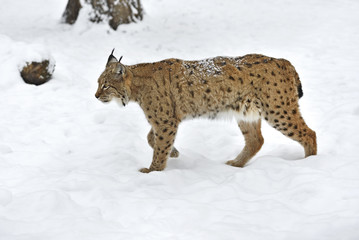 Lynx