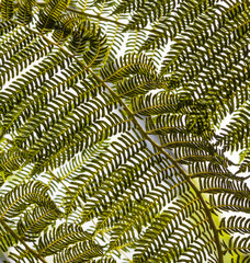 bright fern leaves in tropical garden