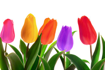 Isolated spring tulips
