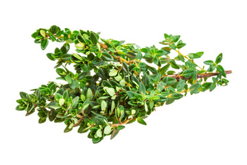 Thyme