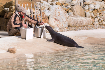 phoque qui mange © jdam3110