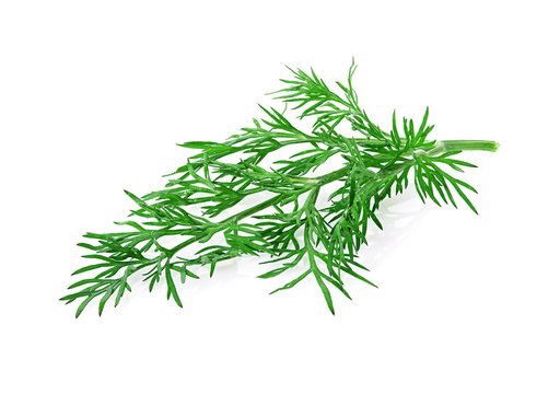 dill herb isolated on white background