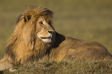 Fototapeta na wymiar Portrait of a male lion
