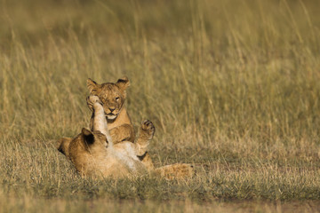 African lion cubs