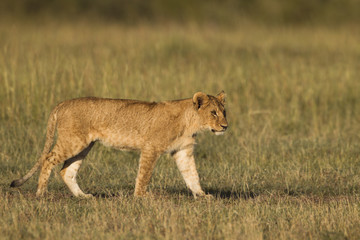 African Lion cub