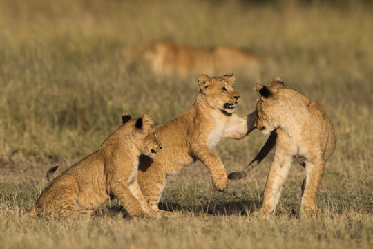 Fototapeta African lion cubs
