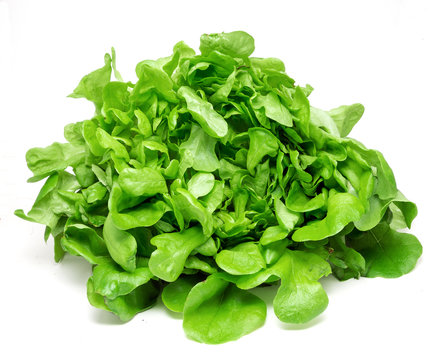 Green lettuce on a white background