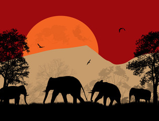 Fototapeta na wymiar Wild elephants at sunset