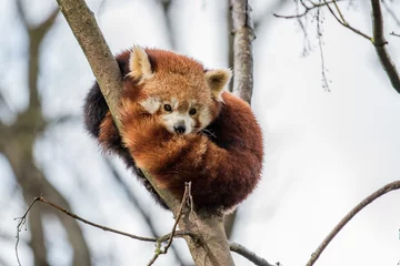 Rideaux velours Panda panda roux