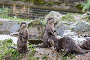 loutres en famille