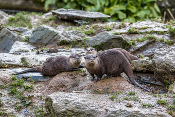famille de loutres