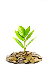 tree growing on coins / csr