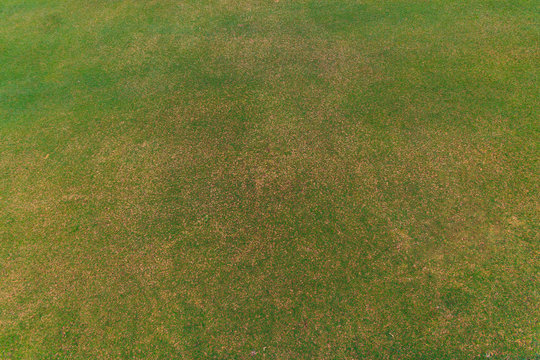 green grass pattern from golf course.