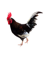 Black rooster isolated on a white background.