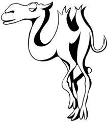 Camel, black and white
