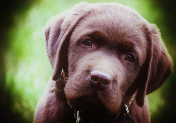 labrador puppy,face