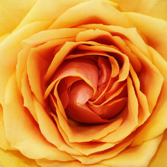 Beautiful yellow rose close up