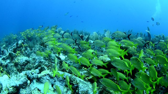 Grunts and snappers, caribbean sea