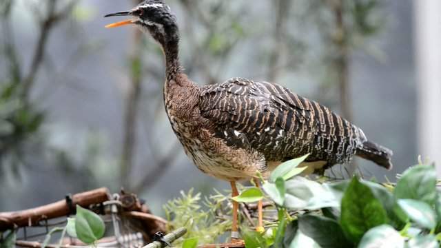 The Sunbittern -Eurypyga helias singing,calling