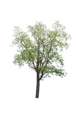 tree on white background