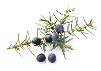 Juniper twig