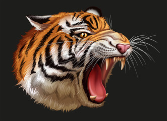 A head of a roaring tiger