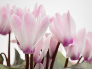 Fototapeta premium 冬の花のシクラメン