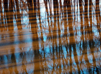 trees reflection on water