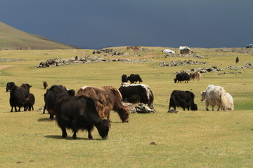 Yak in der mongolischen Steppe