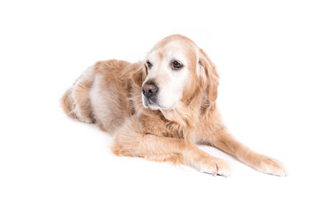 Golden Retriever dog on a white background