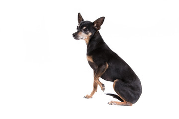 Miniature Pinscher on a white background