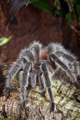 Vogelspinne im Terrarium
