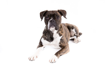Obraz premium Boxer on a white background