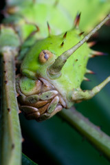 Gespensterschreckenkopf