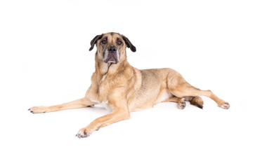 Obraz premium Mixed breed dog on a white background