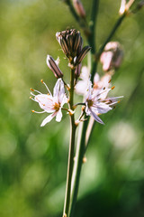 Branched asphodel in springtime