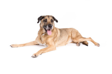 Mixed breed dog on a white background