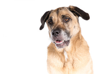 Mixed breed dog on a white background