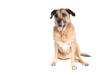 Mixed breed dog on a white background