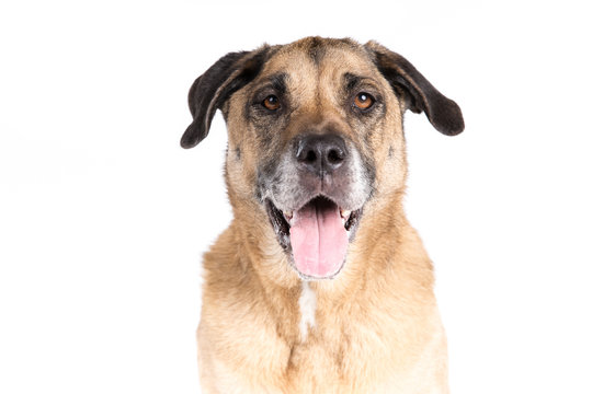 Mixed breed dog on a white background