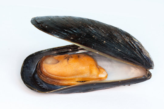 Moule ouverte sur fond blanc