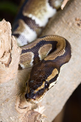 Pythonkopf mit Hals
