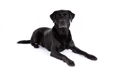 Black labrador retriever dog on a white background