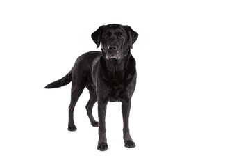 Black labrador retriever dog on a white background