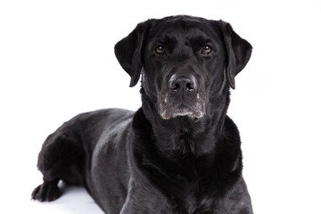 Fototapeta na wymiar Black labrador retriever dog on a white background