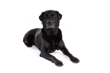 Black labrador retriever dog on a white background